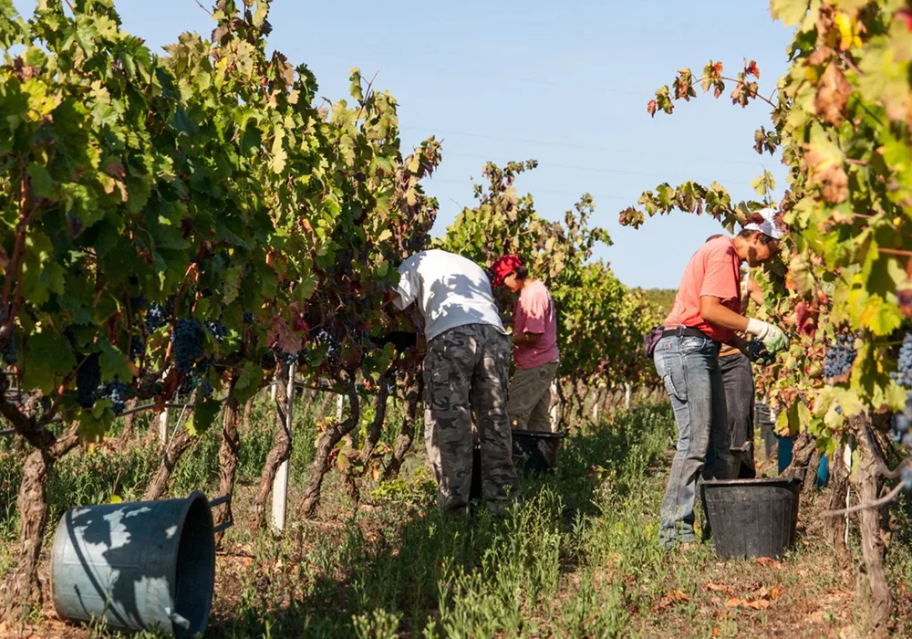 AGRICOLA PUNICA (1)
