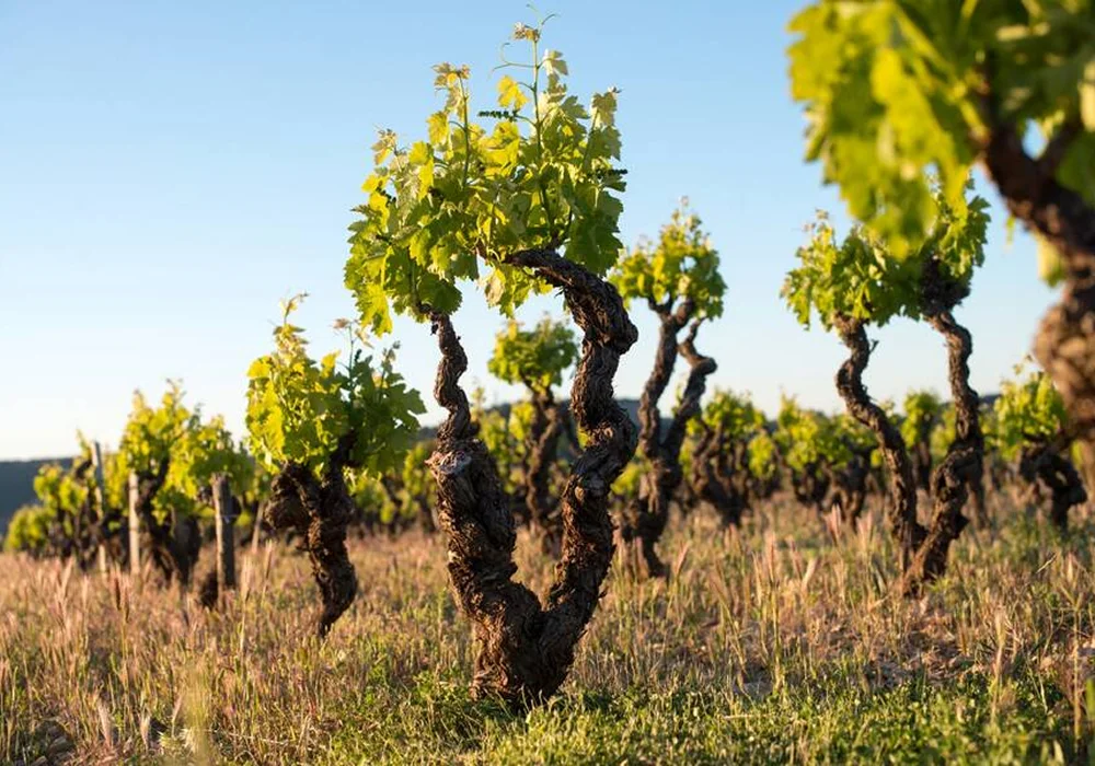 Domaine Anne Gros & Jean-Paul Tollot