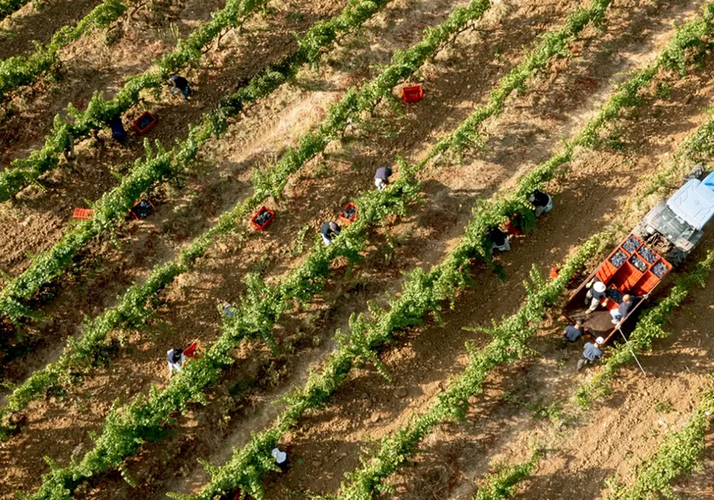Tenuta San Guido